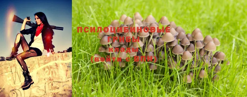 Псилоцибиновые грибы Psilocybe  Подольск 